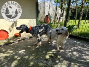 Ioar de Sierrabadaya X Ezan de Sierrabadaya
